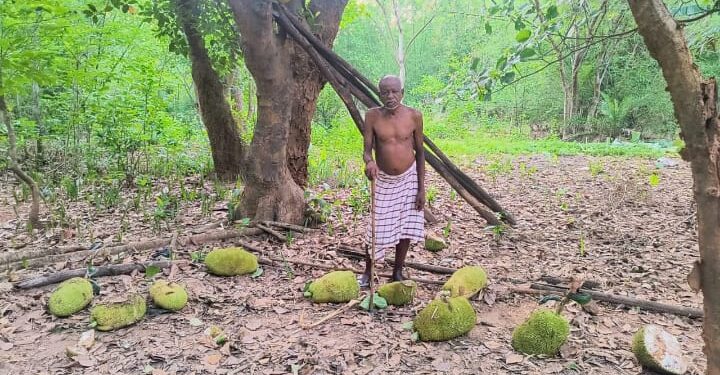 jamshedpur rural- चाकुलिया के सांपधरा गांव में हाथियों ने कटहल और केले की खेती को किया क्षतिग्रस्त, किसान चिंतित jamshedpur rural- चाकुलिया के सांपधरा गांव में हाथियों ने कटहल और केले की खेती को किया क्षतिग्रस्त, किसान चिंतित