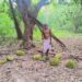 jamshedpur rural- चाकुलिया के सांपधरा गांव में हाथियों ने कटहल और केले की खेती को किया क्षतिग्रस्त, किसान चिंतित jamshedpur rural- चाकुलिया के सांपधरा गांव में हाथियों ने कटहल और केले की खेती को किया क्षतिग्रस्त, किसान चिंतित