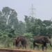 jamshedpur rural-चाकुलिया के सानघाटी गांव पहुंचा हाथियों को दल, मचाया उत्पात, किसान चिंतित