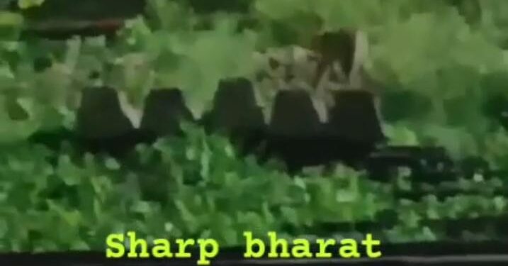 Jamshedpur leopard found : जमशेदपुर पहुंचा तेंदूआ, स्टेशन, गोलपहाड़ी समेत कई इलाके में घुमता दिखा तेंदूआ, सनसनी, देखिये – video