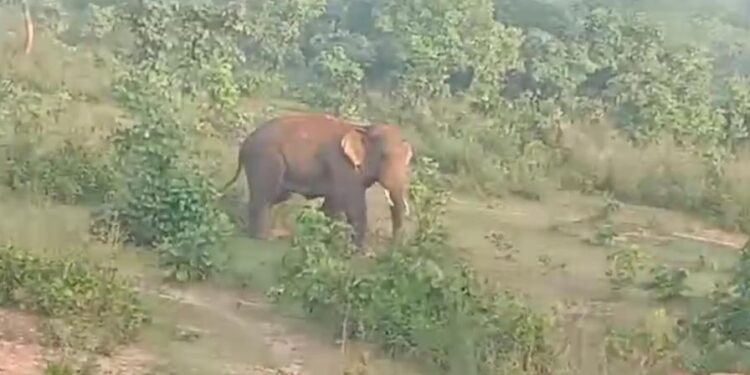Saraikela chandil elephant terror : चांडिल में जंगली हाथी का उत्पात, पांच घरों को किया ध्वस्त Saraikela chandil elephant terror : चांडिल में जंगली हाथी का उत्पात, पांच घरों को किया ध्वस्त