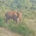 Saraikela chandil elephant terror : चांडिल में जंगली हाथी का उत्पात, पांच घरों को किया ध्वस्त