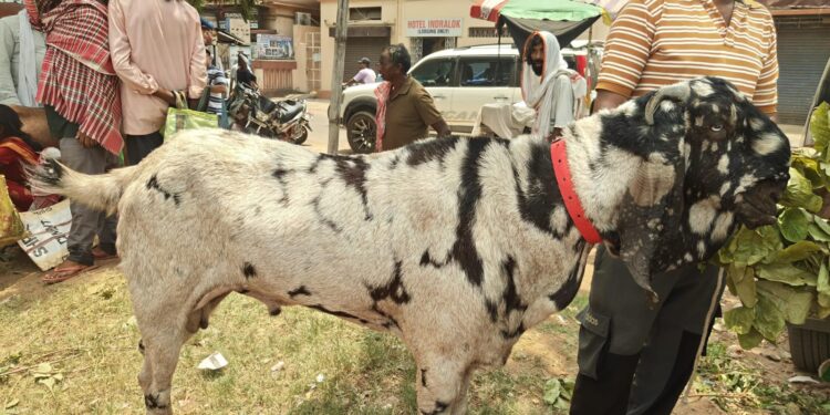 Jamshedpur bakrid preparation : जमशेदपुर के बकरा बाजार में ‘शेरा’ बना आकर्षण का केंद्र, मेवा-मखाने खाता है बीटल नस्ल का यह खास बकरा Jamshedpur bakrid preparation : जमशेदपुर के बकरा बाजार में ‘शेरा’ बना आकर्षण का केंद्र, मेवा-मखाने खाता है बीटल नस्ल का यह खास बकरा
