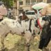 Jamshedpur bakrid preparation : जमशेदपुर के बकरा बाजार में ‘शेरा’ बना आकर्षण का केंद्र, मेवा-मखाने खाता है बीटल नस्ल का यह खास बकरा