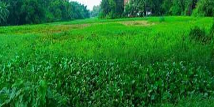 West singhbhum rani talab beautification : चक्रधरपुर के ऐतिहासिक रानी तालाब के सौंदर्यीकरण का डीपीआर तैयार, न प अध्यक्ष ने दी जानकारी, जल्द जारी हो जाएगी निविदा West singhbhum rani talab beautification : चक्रधरपुर के ऐतिहासिक रानी तालाब के सौंदर्यीकरण का डीपीआर तैयार, न प अध्यक्ष ने दी जानकारी, जल्द जारी हो जाएगी निविदा