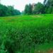 West singhbhum rani talab beautification : चक्रधरपुर के ऐतिहासिक रानी तालाब के सौंदर्यीकरण का डीपीआर तैयार, न प अध्यक्ष ने दी जानकारी, जल्द जारी हो जाएगी निविदा West singhbhum rani talab beautification : चक्रधरपुर के ऐतिहासिक रानी तालाब के सौंदर्यीकरण का डीपीआर तैयार, न प अध्यक्ष ने दी जानकारी, जल्द जारी हो जाएगी निविदा