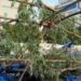 Jamshedpur  tree falls on workers : साकची में शनिवार शाम आई तेज आंधी से तीन श्रमिकों पर गिरा पेड़, स्थानीय लोगों ने उठा कर इलाज के लिए भेजवाया.