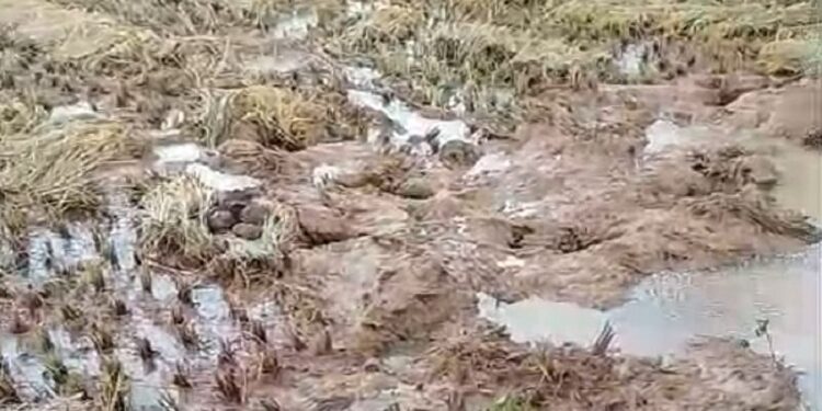 Jamshedpur rural tuskers ruin paddy crop : बहरागोड़ा के अंगारीशोल में हाथियों ने गरमा धान की फसल की नष्ट, गांव के आसपास जंगली हाथियों की मौजूदगी से ग्रामीणों में दहशत Jamshedpur rural tuskers ruin paddy crop : बहरागोड़ा के अंगारीशोल में हाथियों ने गरमा धान की फसल की नष्ट, गांव के आसपास जंगली हाथियों की मौजूदगी से ग्रामीणों में दहशत