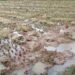 Jamshedpur rural tuskers ruin paddy crop : बहरागोड़ा के अंगारीशोल में हाथियों ने गरमा धान की फसल की नष्ट, गांव के आसपास जंगली हाथियों की मौजूदगी से ग्रामीणों में दहशत