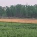 jamshedpur rural- बहरागोड़ा में हाथियों के झुंड ने जमकर मचाया उत्पात, किसानों को पहुंचा काफी नुकसान