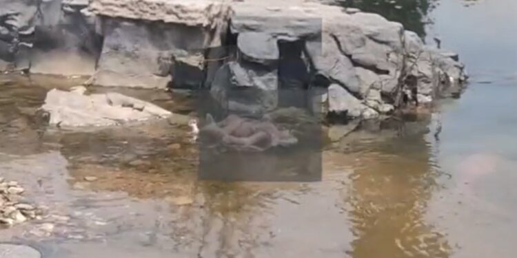 Jamshedpur newborn body found – बड़ौदा घाट में नवजात का क्षत-विक्षत शव बरामद, क्षेत्र में सनसनी