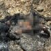 Jamshedpur border area body found – कपाली में युवक का जला हुआ शव बरामद, हत्या कर शव छुपाने से उद्देश्य से जलाने की आशंका