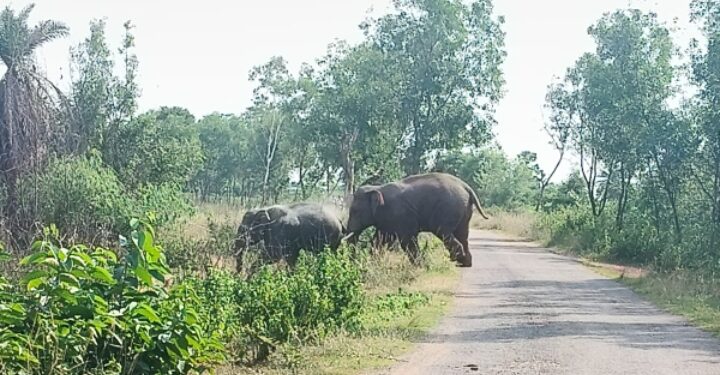 Jamshedpur rural elephant terror : चाकुलिया के मोरबेड़ा जंगल में हाथियों का झुंड, ग्रामीण दहशत में Jamshedpur rural elephant terror : चाकुलिया के मोरबेड़ा जंगल में हाथियों का झुंड, ग्रामीण दहशत में