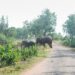 Jamshedpur rural elephant terror : चाकुलिया के मोरबेड़ा जंगल में हाथियों का झुंड, ग्रामीण दहशत में Jamshedpur rural elephant terror : चाकुलिया के मोरबेड़ा जंगल में हाथियों का झुंड, ग्रामीण दहशत में