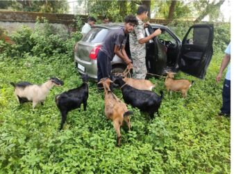 Jamshedpur goat theft group : चाकुलिया में बकरी चोरी करने वाला गिरोह का पर्दाफाश, बकरियों के साथ एक धाराया, तीन भागने में कामयाब Jamshedpur goat theft group : चाकुलिया में बकरी चोरी करने वाला गिरोह का पर्दाफाश, बकरियों के साथ एक धाराया, तीन भागने में कामयाब