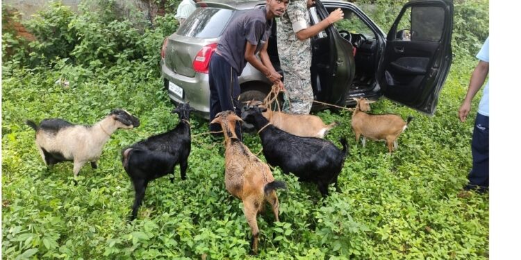 Jamshedpur goat theft group : चाकुलिया में बकरी चोरी करने वाला गिरोह का पर्दाफाश, बकरियों के साथ एक धाराया, तीन भागने में कामयाब