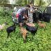 Jamshedpur goat theft group : चाकुलिया में बकरी चोरी करने वाला गिरोह का पर्दाफाश, बकरियों के साथ एक धाराया, तीन भागने में कामयाब