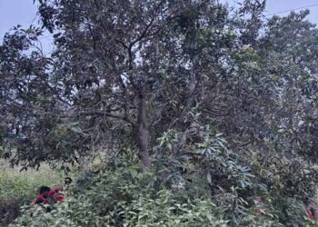 jamshedpur incident- कमलपुर में आम तोड़ने चढा युवक हाईटेंशन तार की चपेट में आया, लगा झटका, पेड़ से गिरकर हुई मौत, परिजनों का रो- रोकर बुरा हाल