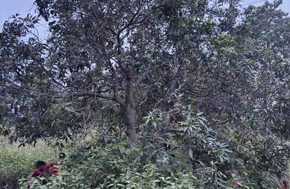 jamshedpur incident- कमलपुर में आम तोड़ने चढा युवक हाईटेंशन तार की चपेट में आया, लगा झटका, पेड़ से गिरकर हुई मौत, परिजनों का रो- रोकर बुरा हाल