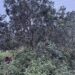 jamshedpur incident- कमलपुर में आम तोड़ने चढा युवक हाईटेंशन तार की चपेट में आया, लगा झटका, पेड़ से गिरकर हुई मौत, परिजनों का रो- रोकर बुरा हाल