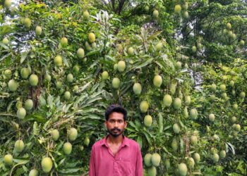 jamshedpur rural- आम बागवानी से छोलागोड़ा के युवा किसान बना आत्मनिर्भर, बागवानी से आर्थिक स्थिति मजबूत