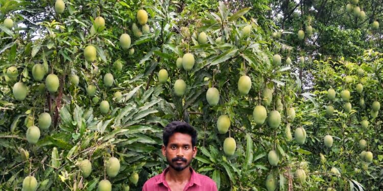 jamshedpur rural- आम बागवानी से छोलागोड़ा के युवा किसान बना आत्मनिर्भर, बागवानी से आर्थिक स्थिति मजबूत jamshedpur rural- आम बागवानी से छोलागोड़ा के युवा किसान बना आत्मनिर्भर, बागवानी से आर्थिक स्थिति मजबूत