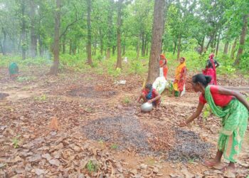 jamshedpur rural-चाकुलिया के ग्रामीण क्षेत्र में साल पेड़ बना रोजगार का साधन, 25 रूपये किलो बेच रहे हैं साल के बीज, देखिए video
