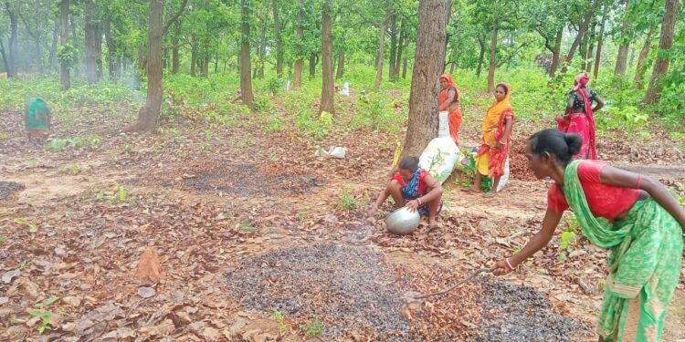jamshedpur rural-चाकुलिया के ग्रामीण क्षेत्र में साल पेड़ बना रोजगार का साधन, 25 रूपये किलो बेच रहे हैं साल के बीज, देखिए video