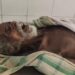 Jamshedpur rural incident: चाकुलिया में बेहोशी की हालत में मिले वृद्ध की अस्पताल में मौत Jamshedpur rural incident: चाकुलिया में बेहोशी की हालत में मिले वृद्ध की अस्पताल में मौत