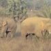 Jamshedpur rural elephant terror – चाकुलिया के दिघी से सटे साल जंगल में है हाथियों का दल, ग्रामीण दहशत में Jamshedpur rural elephant terror – चाकुलिया के दिघी से सटे साल जंगल में है हाथियों का दल, ग्रामीण दहशत में