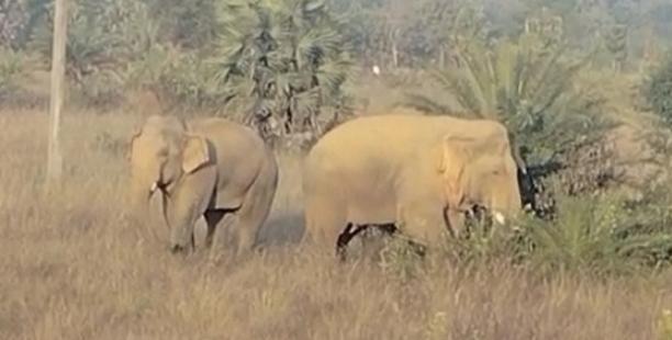 Jamshedpur rural elephant terror – चाकुलिया के दिघी से सटे साल जंगल में है हाथियों का दल, ग्रामीण दहशत में Jamshedpur rural elephant terror – चाकुलिया के दिघी से सटे साल जंगल में है हाथियों का दल, ग्रामीण दहशत में