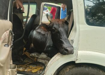 Jamshedpur rural incident – कमलपुर में स्कॉर्पियो अनियंत्रित होकर झाड़ियों में घुसी, दो मवेशी बरामद, चालक फरार Jamshedpur rural incident – कमलपुर में स्कॉर्पियो अनियंत्रित होकर झाड़ियों में घुसी, दो मवेशी बरामद, चालक फरार