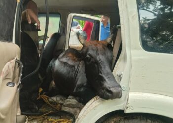 Jamshedpur rural incident – कमलपुर में स्कॉर्पियो अनियंत्रित होकर झाड़ियों में घुसी, दो मवेशी बरामद, चालक फरार
