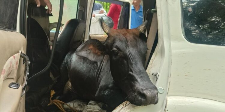 Jamshedpur rural incident – कमलपुर में स्कॉर्पियो अनियंत्रित होकर झाड़ियों में घुसी, दो मवेशी बरामद, चालक फरार