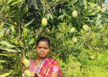 Jamshedpur rural proud – महिला किसान के आम को मिली अंतरराष्ट्रीय पहचान, लंदन हुआ निर्यात Jamshedpur rural proud – महिला किसान के आम को मिली अंतरराष्ट्रीय पहचान, लंदन हुआ निर्यात