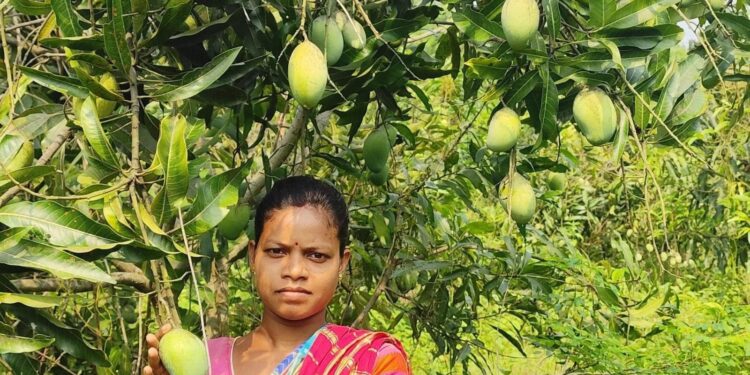 Jamshedpur rural proud – महिला किसान के आम को मिली अंतरराष्ट्रीय पहचान, लंदन हुआ निर्यात