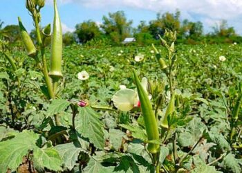 Jamshedpur rural – गालूडीह में सब्जियों के लिए वरदान साबित हो रही बारिश, किसानों के खिले चेहरे