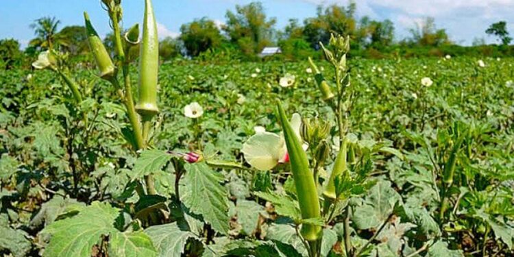 Jamshedpur rural – गालूडीह में सब्जियों के लिए वरदान साबित हो रही बारिश, किसानों के खिले चेहरे Jamshedpur rural – गालूडीह में सब्जियों के लिए वरदान साबित हो रही बारिश, किसानों के खिले चेहरे