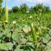 Jamshedpur rural – गालूडीह में सब्जियों के लिए वरदान साबित हो रही बारिश, किसानों के खिले चेहरे