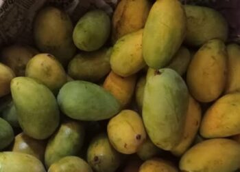 Jamshedpur rural mango sell : आम की खुशबू से महक रहा दारिसाई कृषि अनुसंधान केंद्र, खरीदारी के लिए दूर-दूर से पहुंच रहे हैं आम के शौकीन