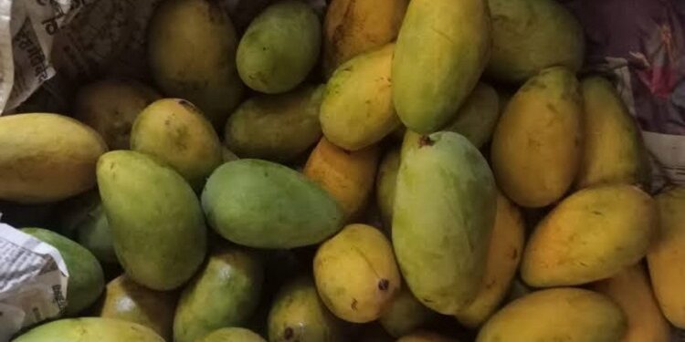 Jamshedpur rural mango sell : आम की खुशबू से महक रहा दारिसाई कृषि अनुसंधान केंद्र, खरीदारी के लिए दूर-दूर से पहुंच रहे हैं आम के शौकीन Jamshedpur rural mango sell : आम की खुशबू से महक रहा दारिसाई कृषि अनुसंधान केंद्र, खरीदारी के लिए दूर-दूर से पहुंच रहे हैं आम के शौकीन