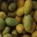 Jamshedpur rural mango sell : आम की खुशबू से महक रहा दारिसाई कृषि अनुसंधान केंद्र, खरीदारी के लिए दूर-दूर से पहुंच रहे हैं आम के शौकीन