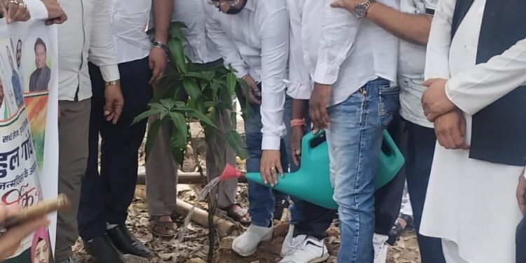 jamshedpur congress : जमशेदपुर में कांग्रेस ने मनाया नेता प्रतिपक्ष राहुल गांधी का जन्मदिन, लगाया गया पेड़