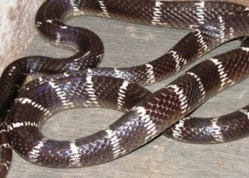 Jamshedpur rural snake bite – डुमरिया में सांप के डसने से दो महिलाओं की मौत, इलाज के दौरान अस्पताल में दम तोड़ा Jamshedpur rural snake bite – डुमरिया में सांप के डसने से दो महिलाओं की मौत, इलाज के दौरान अस्पताल में दम तोड़ा