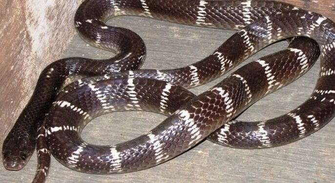 Jamshedpur rural snake bite – डुमरिया में सांप के डसने से दो महिलाओं की मौत, इलाज के दौरान अस्पताल में दम तोड़ा Jamshedpur rural snake bite – डुमरिया में सांप के डसने से दो महिलाओं की मौत, इलाज के दौरान अस्पताल में दम तोड़ा