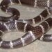 Jamshedpur rural snake bite – डुमरिया में सांप के डसने से दो महिलाओं की मौत, इलाज के दौरान अस्पताल में दम तोड़ा