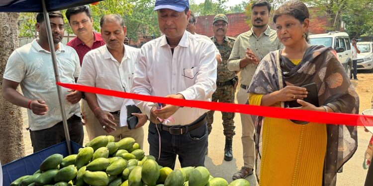 Jharkhand palamu mango stalls : पलामू में जेएसएलपीएस ने किया आम बिक्री केंद्र का शुभारंभ, किसानों एवं महिलाओं को मिलेगा बेहतर बाजार
