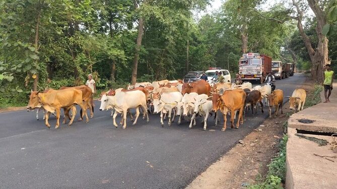 West singhbhum police action : सिंहपोखरिया रेलवे स्टेशन के समीप गौ तस्करों के खिलाफ कार्रवाई, 48 गौवंश को करवाया मुक्त