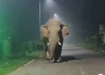 Jamshedpur rural elephant terror : चाकुलिया में रामलाल हाथी ने एसएफसी गोदाम के शटर को तोड़ा, खाया चावल Jamshedpur rural elephant terror : चाकुलिया में रामलाल हाथी ने एसएफसी गोदाम के शटर को तोड़ा, खाया चावल