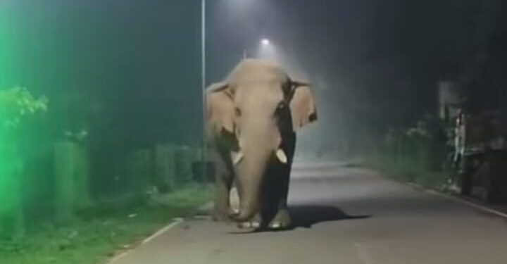 Jamshedpur rural elephant terror : चाकुलिया में रामलाल हाथी ने एसएफसी गोदाम के शटर को तोड़ा, खाया चावल Jamshedpur rural elephant terror : चाकुलिया में रामलाल हाथी ने एसएफसी गोदाम के शटर को तोड़ा, खाया चावल